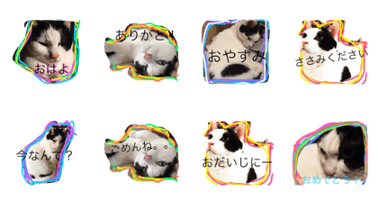 greetings from a handsome cat