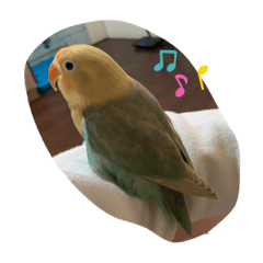 Lovebird Bibo5