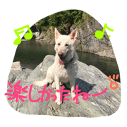 German shepherd Dog 3 German shepherd Dog 3