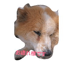 sakulovedog