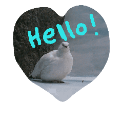 可愛いライチョウ Line スタンプ Line Store 可愛いライチョウ Line スタンプ Line Store