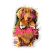 sasuke dayo! sasuke dayo!