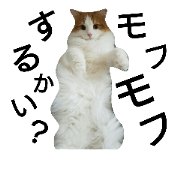 NorwegianforestCat ALF NorwegianforestCat ALF