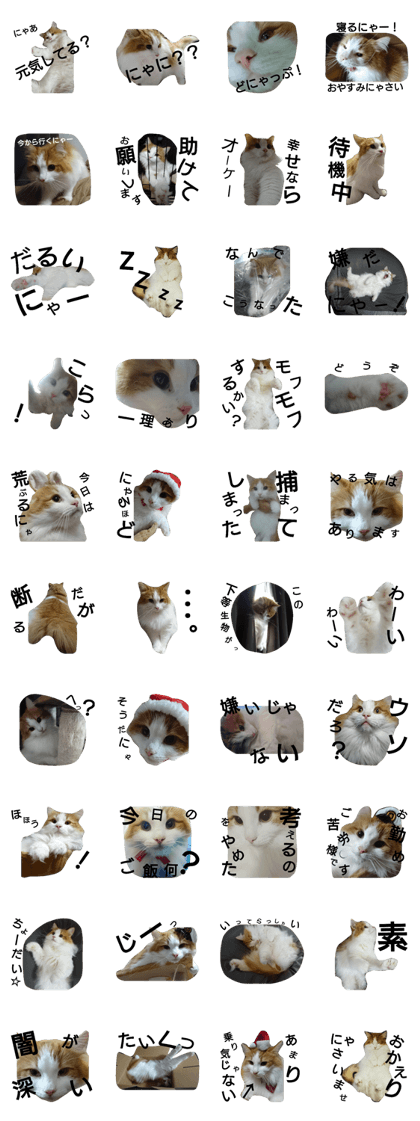 NorwegianforestCat ALF NorwegianforestCat ALF