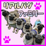 REAL PUG FAMILY REAL PUG FAMILY