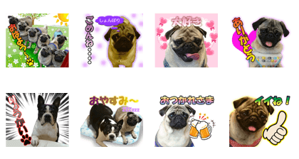 REAL PUG FAMILY REAL PUG FAMILY