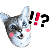 my life with cats.2 my life with cats.2