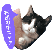 Can be used when sleepy, Hana her cat Can be used when sleepy, Hana her cat