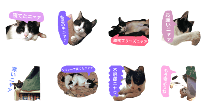 Can be used when sleepy, Hana her cat Can be used when sleepy, Hana her cat