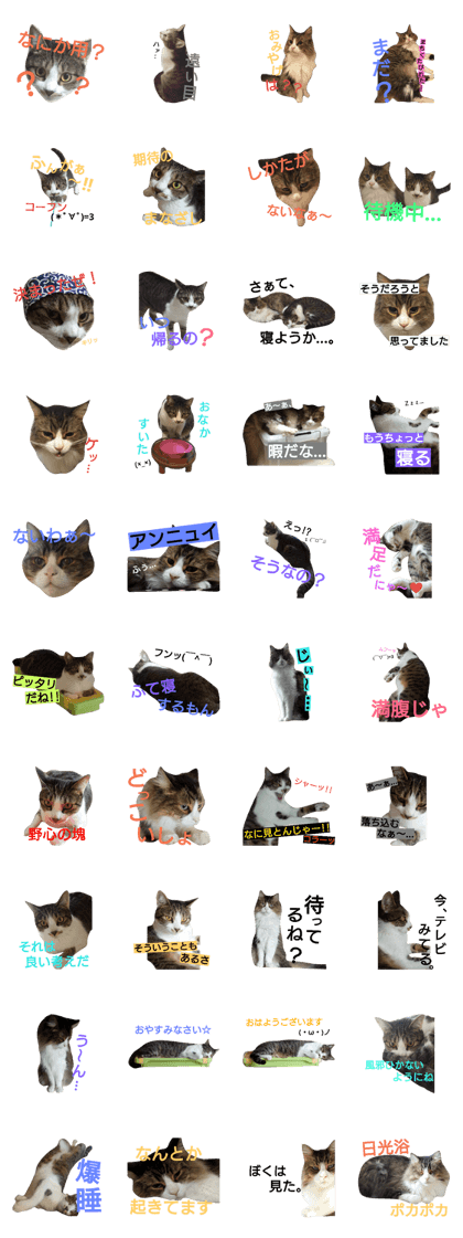 Botamaru & Chobisuke Botamaru & Chobisuke