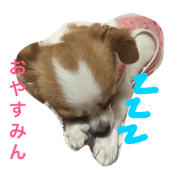 wankotati no nitizyo wankotati no nitizyo