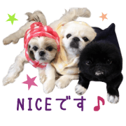 Real DOG Pekingese & Shih Tzu2 Real DOG Pekingese & Shih Tzu2