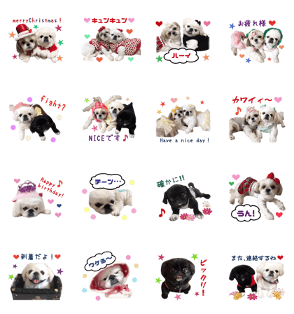 Real DOG Pekingese & Shih Tzu2 Real DOG Pekingese & Shih Tzu2