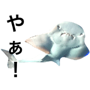 Surreal marine life Surreal marine life