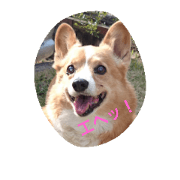 corgi-marron corgi-marron