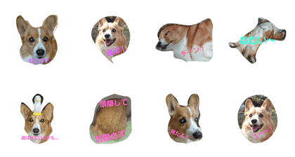 corgi-marron corgi-marron