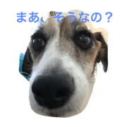 Jack Russel Terrier Elgar