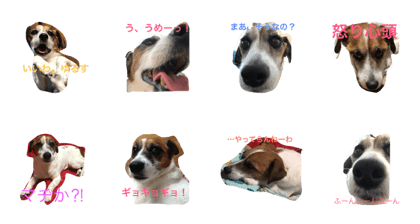 Jack Russel Terrier Elgar