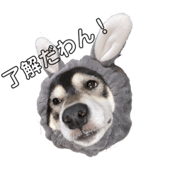 ShiBa_20210409165004