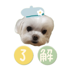 妮妮第三彈