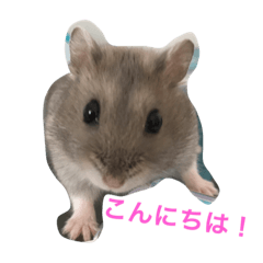 Ham Jiro