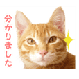 なめ猫 なめんなよ Line スタンプ Line Store なめ猫 なめんなよ Line スタンプ Line Store