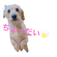 panda_20210409170549