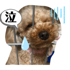 Sherry_20210409203844