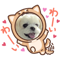 chiyo_20210410005052