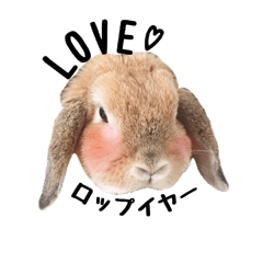 lop-eared rabbit ume
