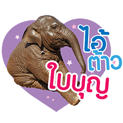 Elephant Bai Boon