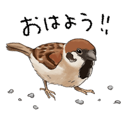 Little Bird Animation Stickers