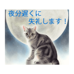 目羅健嗣　猫アートコレクション　5