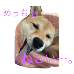shibainu Himeko