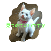 love!whitecat