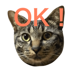 Pheasant cat MIMI-chan