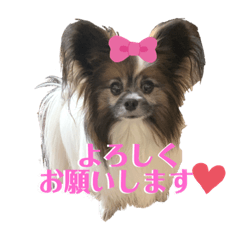 Papillon has butterfly ears.