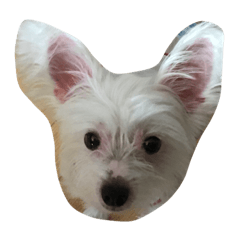 peter0223