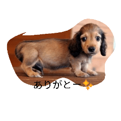 Miniature Dachshund Dog stamp