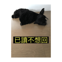KURO表情日常
