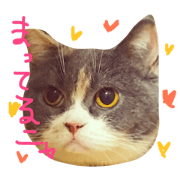 my mikeneko CATS