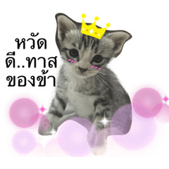 Cute cat_20210410204852