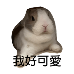 Coffee是一隻兔子