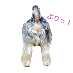 Cute  dog