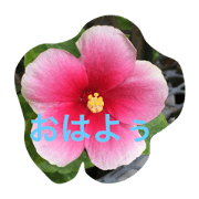 Hibiscus Life