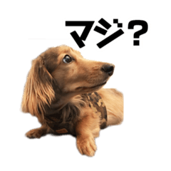 Milo-kun of miniature dachshund