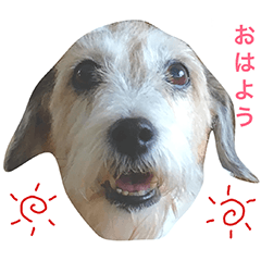 Dog Jack Russell Terrier Nohara