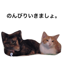 my sweety cats and dog !