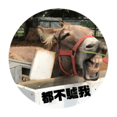 你都不驢我