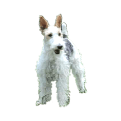 Kado the Dog